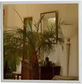 Verre Miroir 61x61 370W